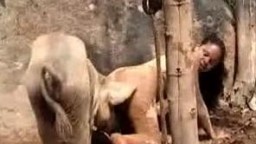 Яростный кабан выебал развратную зверолюбку в лесу zoo porno порнушка глядеть и закачивать