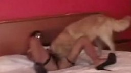 Рослая студентка в коротенькой юбочке поеблась с кобелем dog sex